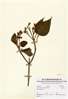 藏品(海州常山)的圖片